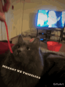 cat vs twizzlers cat face hungry cat vs twizzlers cat face hungry