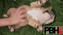 Dog Belly Rub GIF - Dog Belly Rub Cute GIFs