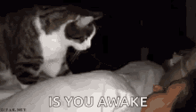 is cat
