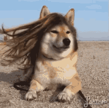 飘逸 GIF - Flowing Long Hair Puppy GIFs
