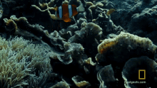 Clownfish Primal Survivors GIF - Clownfish Primal Survivors Underwater GIFs