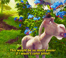 donkey colorblind