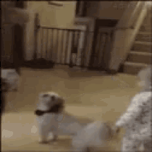 Dog Spinning Around GIF - Dog Spinning Around Record GIFs