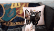 Dark Lord Cat GIF - Dark Lord Cat Are You There GIFs