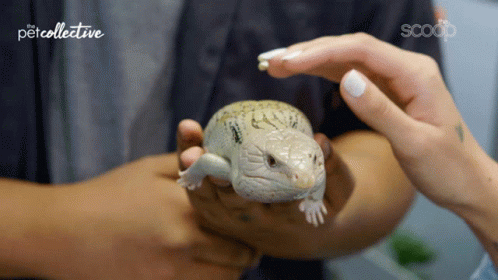 Petting Lizard GIF - Petting Lizard Amphibian - Discover & Share GIFs