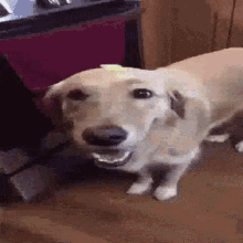 Butter Dog GIF - Butter Dog Canine GIFs