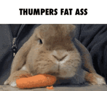 bunny eat