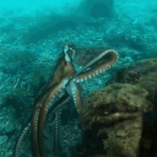 Octopus Maori Octopus GIF - Octopus Maori Octopus Tentacles GIFs