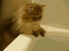 This Cat Has Seen Things GIF - Cats Cute Tub GIFs