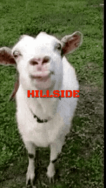 Hillside Goat GIF - Hillside Goat GIFs