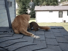 cats squirrels cats squirrels