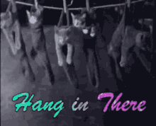 Hanging In There GIF - Hanging In There GIFs