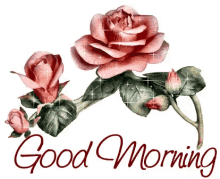 good morning morning flowers roses