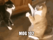 mog102 mog