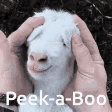 Goat Cute GIF - Goat Cute Peek A Boo GIFs