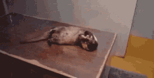 Too Much Happening GIF - Otter Stressed GIFs