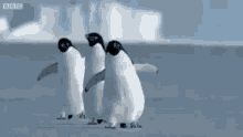 Waddle Penguin GIF - Waddle Penguin GIFs