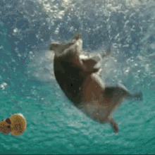 Pig Swimming GIF - Pig Swimming GIFs