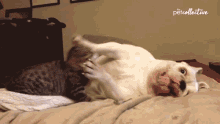Play Fight The Pet Collective GIF - Play Fight The Pet Collective Cute GIFs