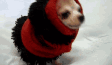 A Bit Chilly GIF - Cold Dog Cute GIFs