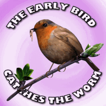 Early Bird Catches The Worm Robin Bird GIF - Early Bird Catches The Worm Robin Bird Bird With Worm GIFs