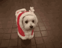 Dog Santa Puppy GIF - Dog Santa Puppy GIFs