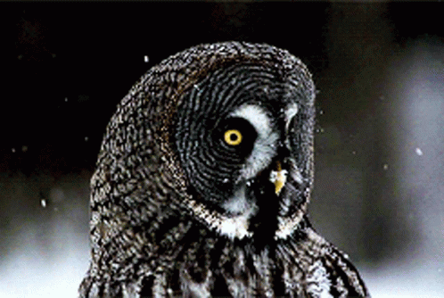 Gucci Owl-great-grey-owl