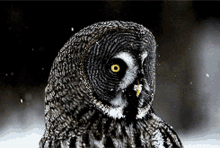 Owl Great Grey Owl GIF - Owl Great Grey Owl Bird Of Prey GIFs
