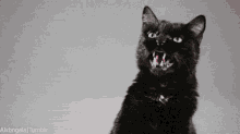 Black Cat Evil Cat GIF - Black Cat Cat Evil Cat GIFs
