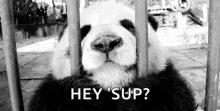 Zoo Cage Panda GIF - Zoo Cage Panda Hey Sup GIFs