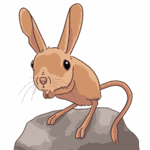 jerboa four toed jerboa