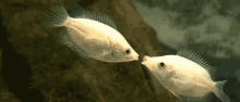 Fishes GIF - Kisses Fish Sweet GIFs