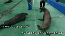 Seal Sea Lion GIF - Seal Sea Lion Kiss GIFs