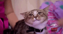 Pretty Kitty GIF - Brush Cat Kitty GIFs