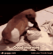 Good Morning Cat GIF - Good Morning Cat Pup GIFs