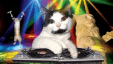 Cat Party GIF - Cat Party Disco GIFs