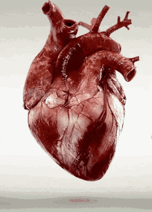 Heart Realistic GIF - Heart Realistic Blood GIFs