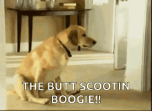 Dog The Butt Scootin Boogie GIF - Dog The Butt Scootin Boogie GIFs