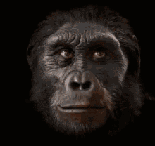 evolution ape man homo sapiens modern man