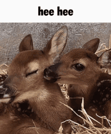 Hee Hee Deer GIF - Hee Hee Deer Hee Hee Deer GIFs