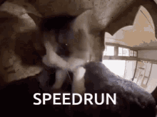 Dream Speedrun GIF - Dream Speedrun Cat GIFs