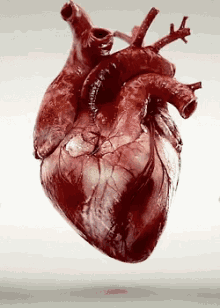 Heart Pumping Heart GIF - Heart Pumping Heart Aorta GIFs