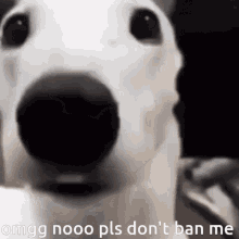 White Dog Shaking Dog GIF - White Dog Shaking Dog Ban GIFs