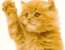 Hi There Cat GIF - Hi There Cat Wave GIFs