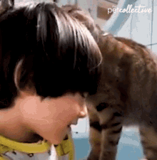 Cat Cuddles The Pet Collective GIF - Cat Cuddles The Pet Collective Snuggles GIFs