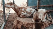 Goat Weed Em And Reap GIF - Goat Weed Em And Reap Chewing GIFs
