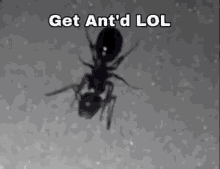 Ant Get Antd Lol GIF - Ant Get Antd Lol Get Anted Lol GIFs