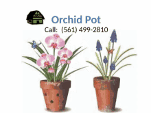 Clear Orchid Pot Clear Orchid Pots GIF - Clear Orchid Pot Clear Orchid Pots Orchid Pots GIFs