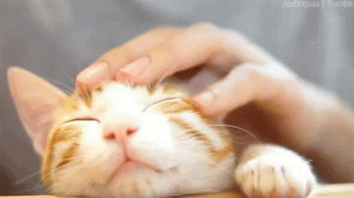 Cat Sleep GIF - Cat Sleep Pet GIFs