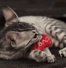 cat valentine kitty cat love
